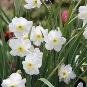 Segovia Daffodil (Narcissus Segovia) Img 2